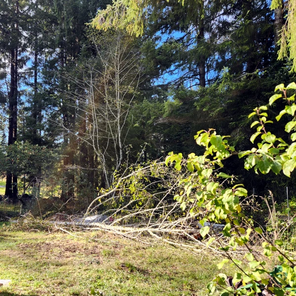downed tree and brush
