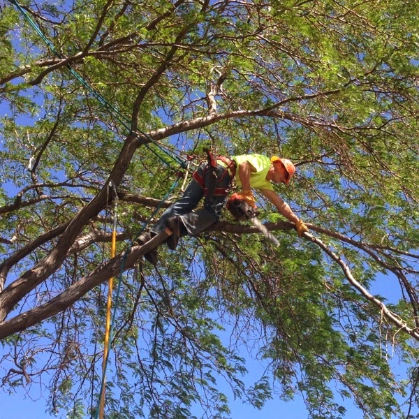 climbing and limbing a tree