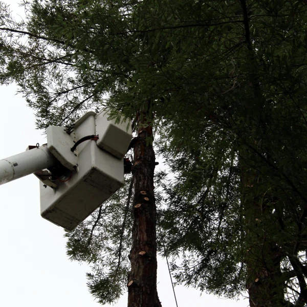tree pruning bucket truck