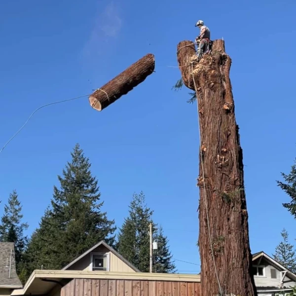 tree removal
